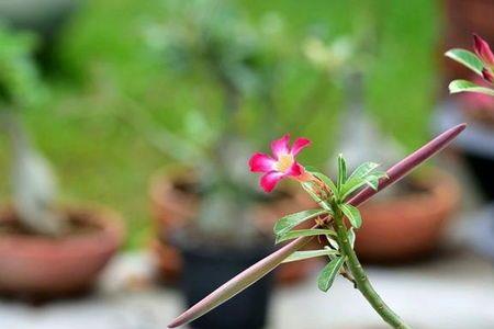 玫瑰花怎么授粉