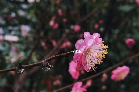 春雨润物作品