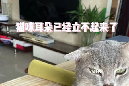 小猫喜欢闻耳朵为什么