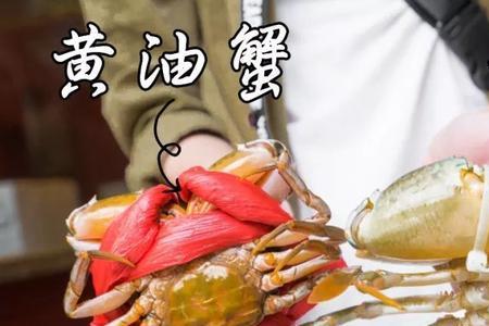 青蟹进食时间表