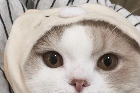 猫为什么不说人话