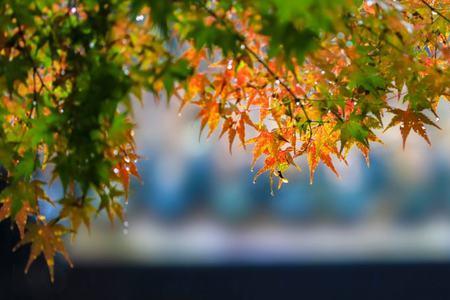 凭轩望秋雨的意思是什么