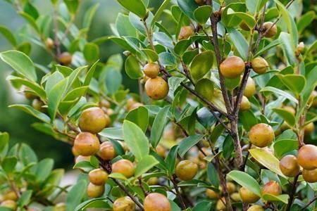 十大名茶采用茶果间种植方式