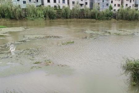 下暴雨鱼在什么水层