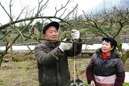 李子树夏季为什么要摘心