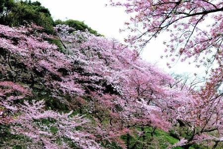 两岸桃花夹谷津指什么生肖