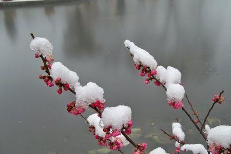 冬季的梅花有什么特点