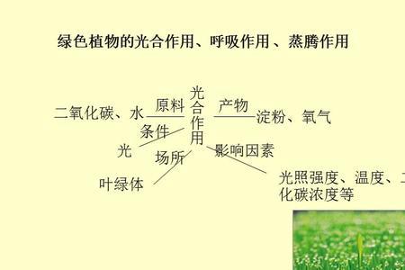 植物的根能进行光合作用吗