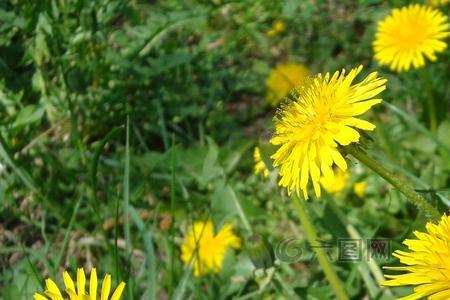 阳坡蒲公英开花时间