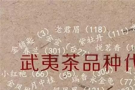 大红袍105和204是什么意思