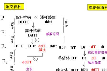 单倍体育种的原理是什么