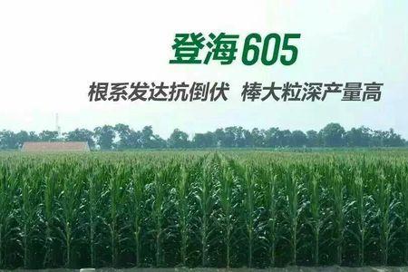 玉米种登海605一袋几斤