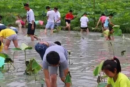 荷花缸里加入泥鳅好不好