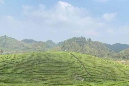 浙江茶叶种植国家每年补助多少