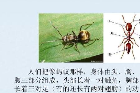 初三数学蚂蚁和大象一样重吗