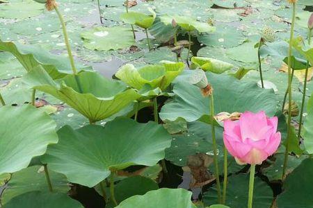 荷花池水质怎么消毒