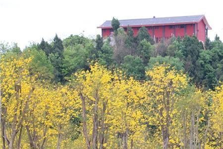 简阳桂林村黄花风铃节要门票吗