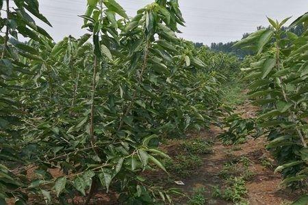 夏天用樱桃籽种植正确方法