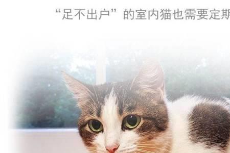 猫咪体内的吸虫是跳蚤吗