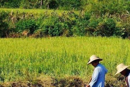 古代一亩地能生产多少粮食