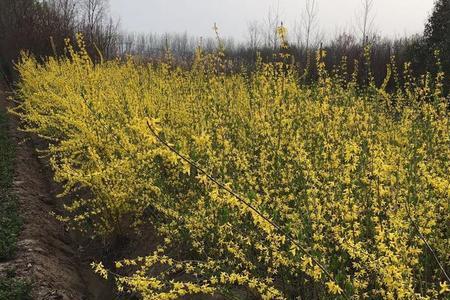 野生连翘苗能大田栽植吗