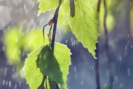 细雨蒙蒙跟蒙蒙细雨有啥区别