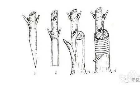 三年桃树怎么嫁接
