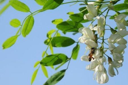 槐花冬季开花了好不好