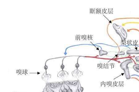 如何判断自己嗅觉灵敏