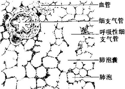 刚毛和纤毛的区别