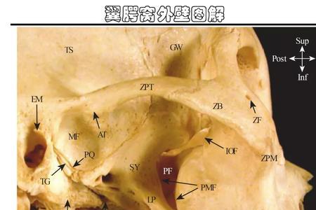 蝶骨男生有还是女生有