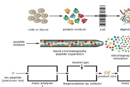 质谱解析的步骤是什么