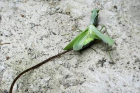 下暴雨时会出现铁线虫吗