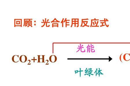 光反应生成什么