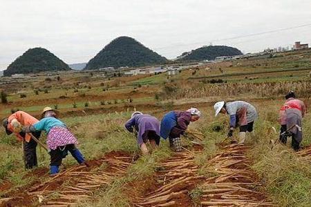 山药可以卖到几月份