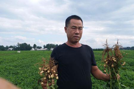 河南驻马店什么时间种春花生