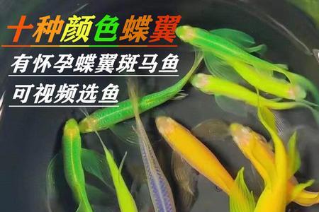 蝶翼斑马鱼产卵后孵化多久