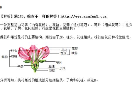 桃花的雌蕊包含几部分