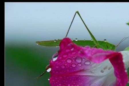 盼雨课文