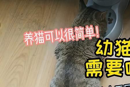 猫咪半夜饿了要喂食吗