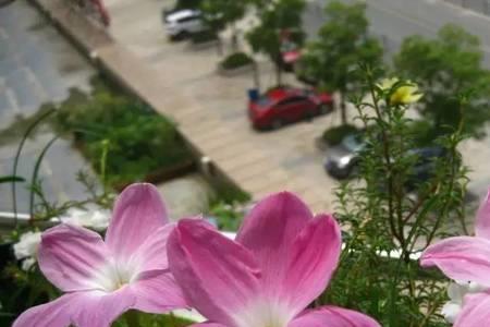 风雨兰开花越来越小