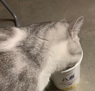 新养了一只猫另一只不吃食