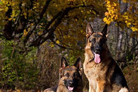 高加索犬为什么不能做警犬