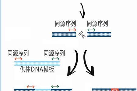 cas9基因编辑是什么