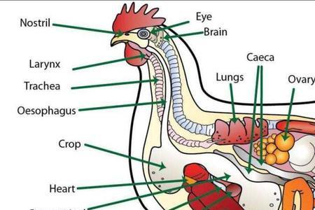 母鸡找蛋道的方法
