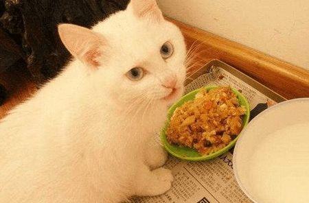 猫会挑食把自己饿死吗