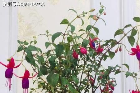 吊金钟北方什么时候开花