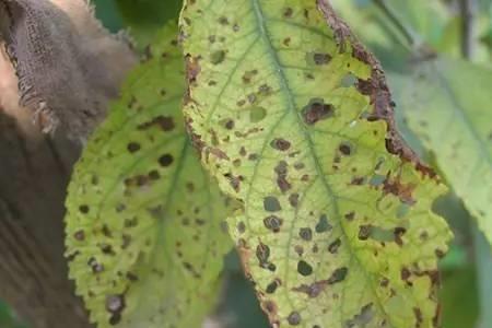 噻森铜能和芸苔素混用吗