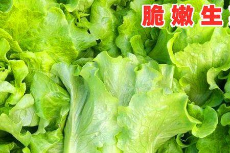 玻璃生菜种子几天发芽