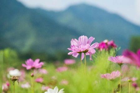 格桑花盛开全诗